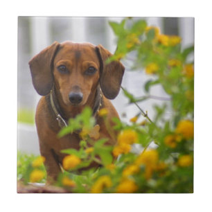 Mini Dachshund vermelho