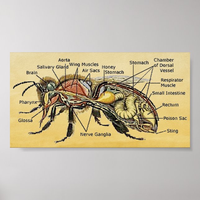 Mini Honey Bee Poster (Frente)