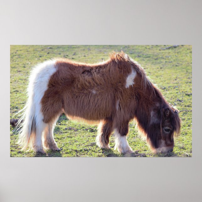 Mini Horse Poster (Frente)