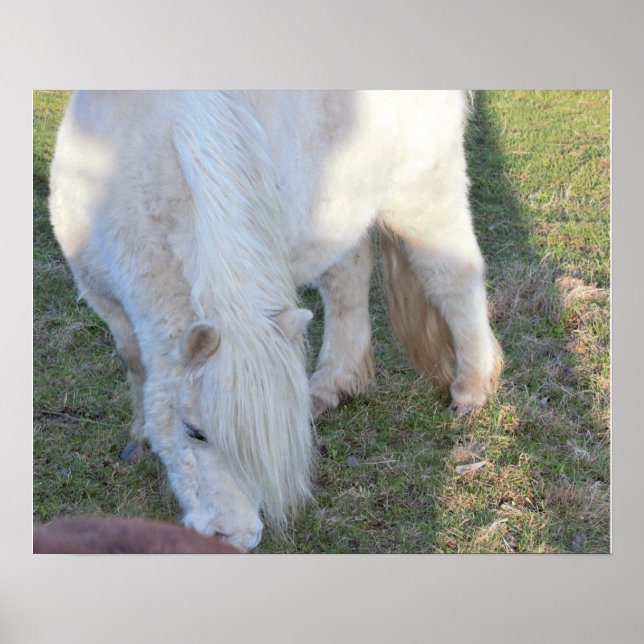 Mini Horse Poster (Frente)