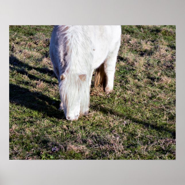 Mini Horse Poster (Frente)