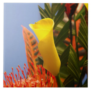 mini lírio de calla amarelo