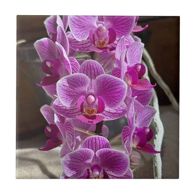 Mini Phalaenopsis Sogo Vivien Purple Orchid Flower (Frente)