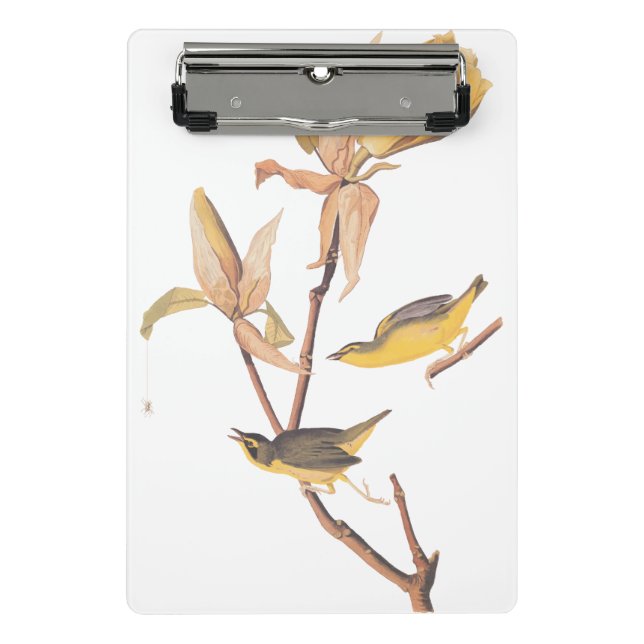 Mini Prancheta Audubon Kentucky Warblers sobre a Magnolia (Frente)