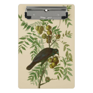 Mini Prancheta Ave Negra Americana da Audubon