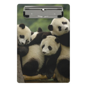 Mini Prancheta bebês de panda gigante Ailuropoda melanoleuca)
