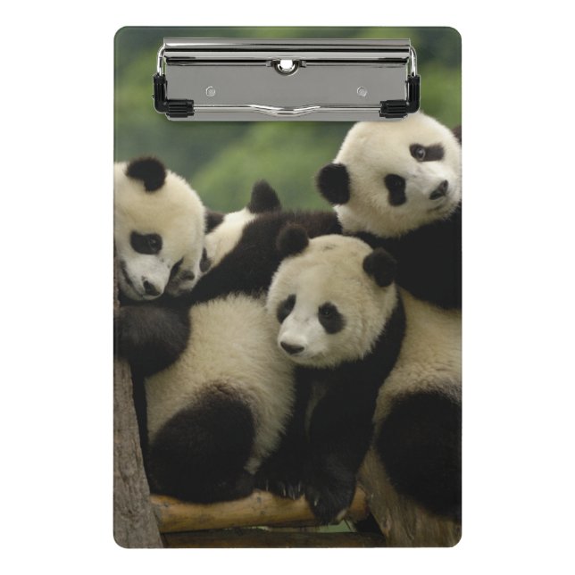 Mini Prancheta bebês de panda gigante Ailuropoda melanoleuca) (Frente)