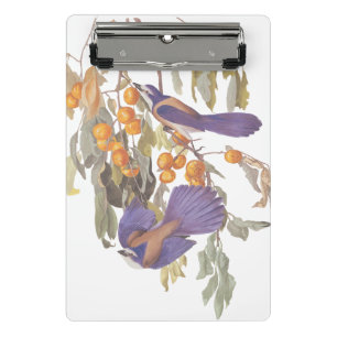 Mini Prancheta Blue Florida Scrub Jay Audubon Birds com Laranjas