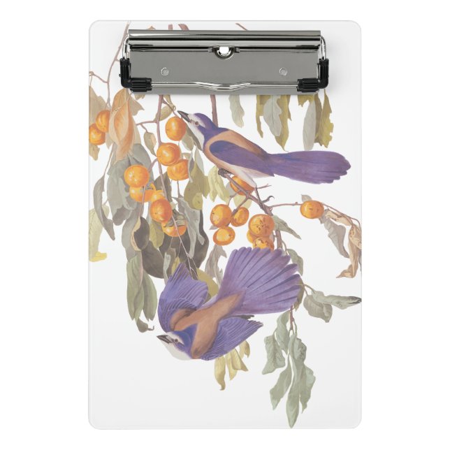Mini Prancheta Blue Florida Scrub Jay Audubon Birds com Laranjas (Frente)