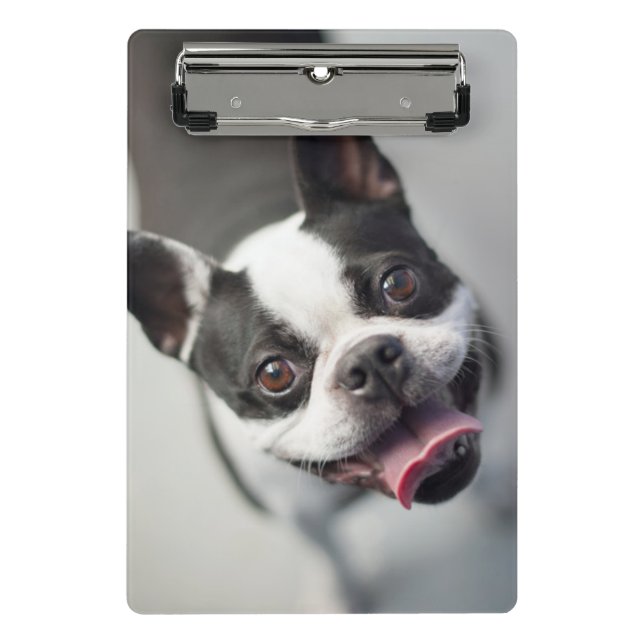 Mini Prancheta Buldogue francês das imagens | de Getty (Frente)