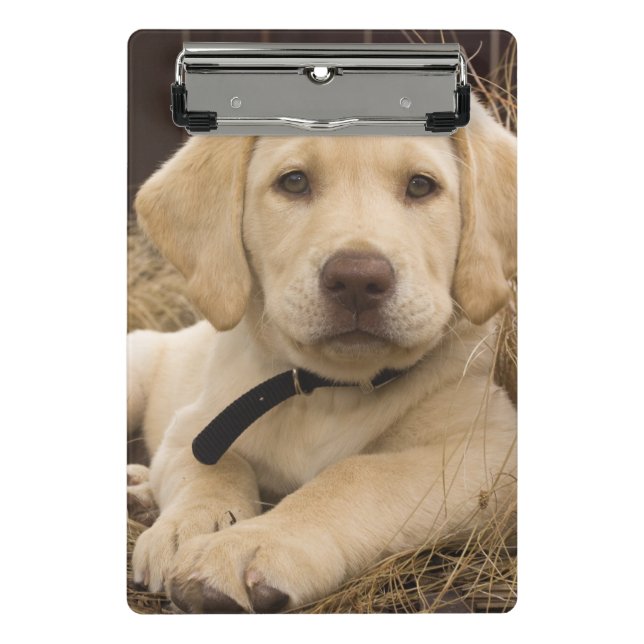 Mini Prancheta cachorro Labrador Retriever (Frente)
