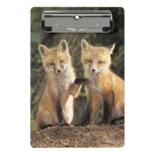 Mini Prancheta Cãibra de Raposa Vermelha em frente a den Vulpes v