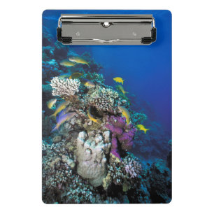 Mini Prancheta Cardumes de Salmonete em torno de pequeno coral