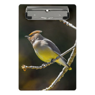 Mini Prancheta Cedar Waxwing Songbird Original Foto de Pássaro Se