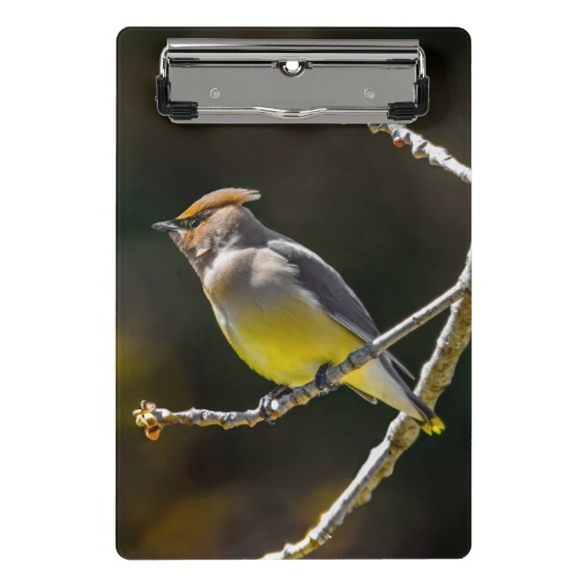 Mini Prancheta Cedar Waxwing Songbird Original Foto de Pássaro Se (Frente)