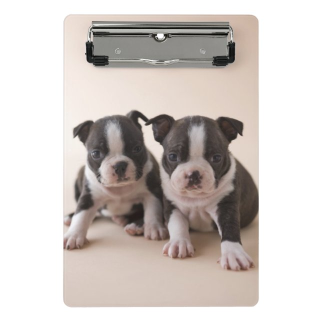 Mini Prancheta Dois filhotes de cachorro de Boston Terrier (Frente)