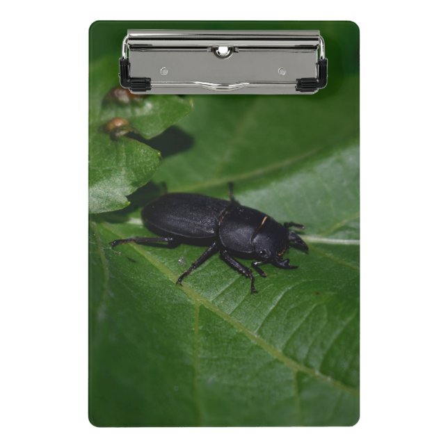 Mini Prancheta Dorcus parallelipipedus , o escaravelho inferior (Frente)