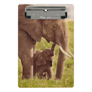 Mini Prancheta Elefante & bebê das imagens de Getty