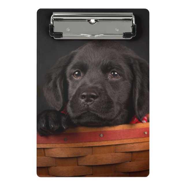 Mini Prancheta Filhote de cachorro preto de labrador retriever em (Frente)