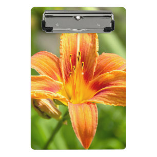 Mini Prancheta Foto de flor Lily grande e bonita