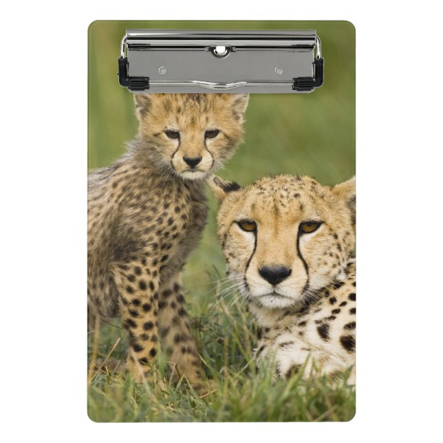Mini Prancheta Guepardo, Acinonyx jubatus, com filhote (Frente)