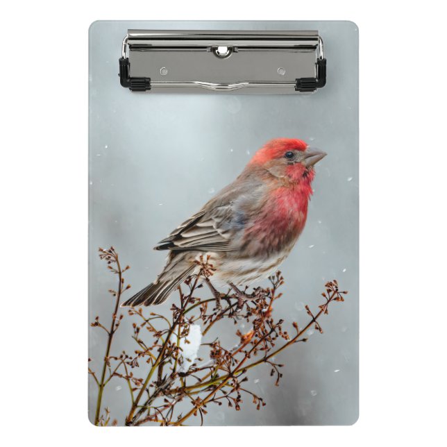 Mini Prancheta House Finch in Snow - Foto original (Frente)