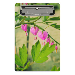 Mini Prancheta Lamprocapnos Flor do Coração Asiático Hemorragi