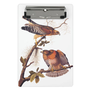 Mini Prancheta Pássaro de Preia ruivo Hawk Audubon
