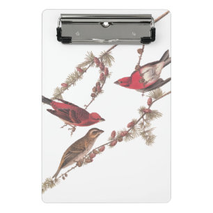 Mini Prancheta Pássaros Roxos de Audubon em Árvore Conífera