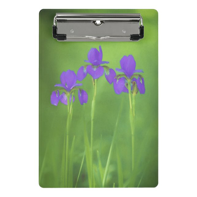Mini Prancheta Púrpura Iris - Arte Flor Original (Frente)