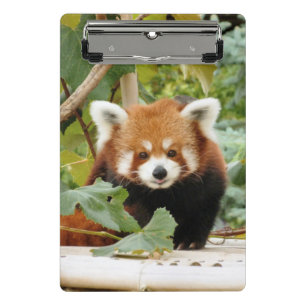 Mini Prancheta Red Panda