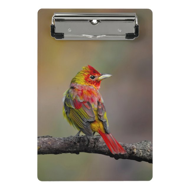 Mini Prancheta Scarlet Tanager Molting - Fotografia original (Frente)