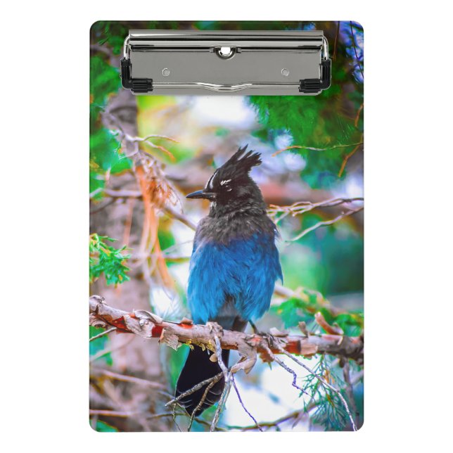 Mini Prancheta Steller's Jay - Fotografia original (Frente)