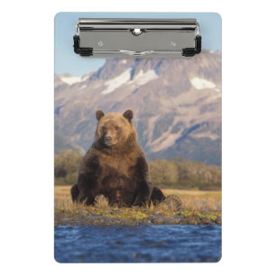 Mini Prancheta urso pardo, Ursus arctos, urso cinzento, Ursus