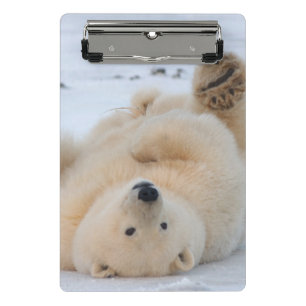 Mini Prancheta urso polar, Ursus maritimus, filhote rolando
