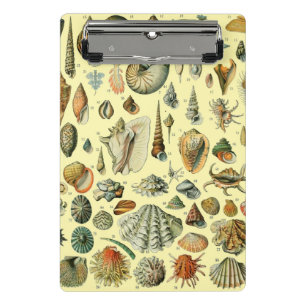 Mini Prancheta Vintage Mollusk Shell Seashell Art