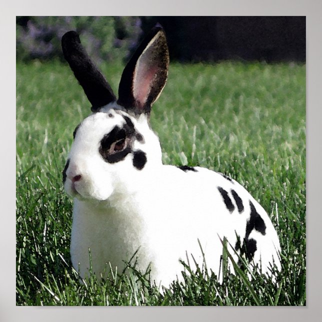 Mini Rex bunny poster (Frente)
