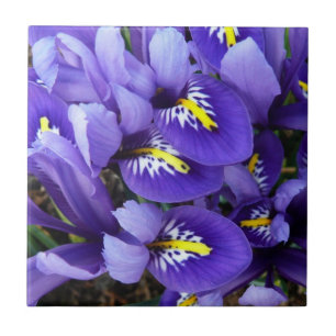 Miniatura Azul Levanta Primavera Floral