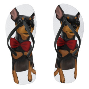 Miniatura Pinscher (pino Min) com Chinelos de Arco