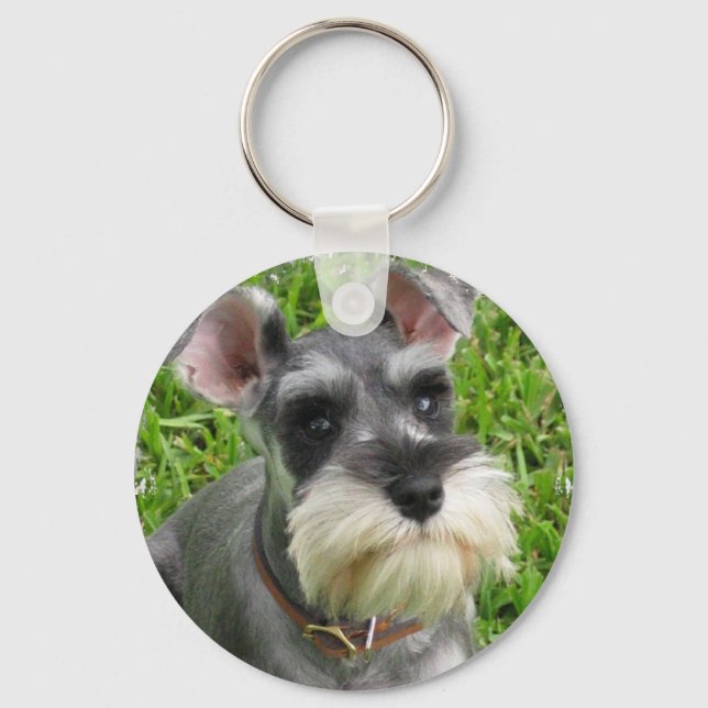 Miniatura Schnauzer Chaveiro (Frente)