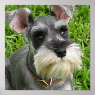Miniatura Schnauzer Poster
