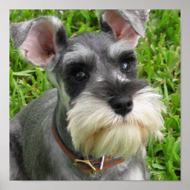 Miniatura Schnauzer Poster (Frente)