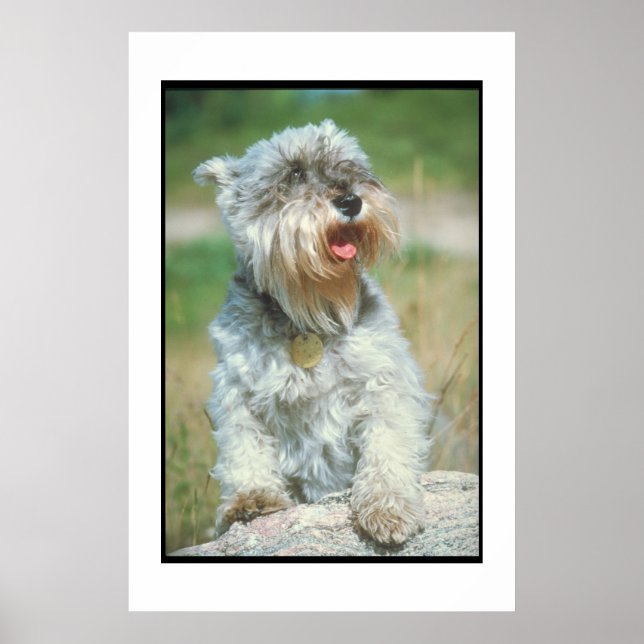 Miniatura Schnauzer Poster (Frente)