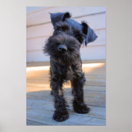 Miniatura Schnauzer Puppy Poster