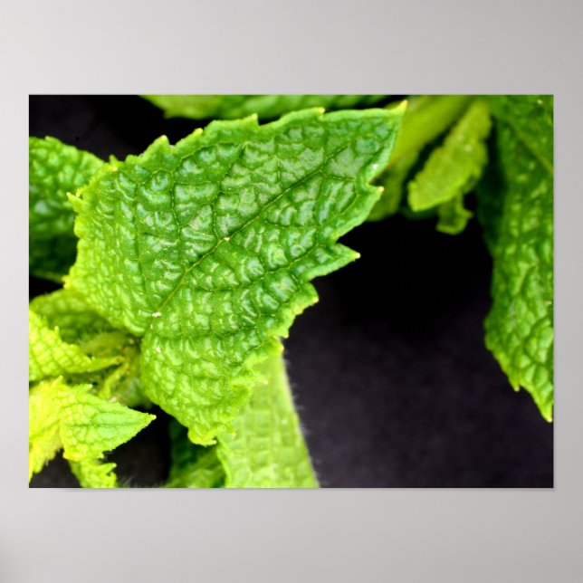 Mint Leaf poster (Frente)