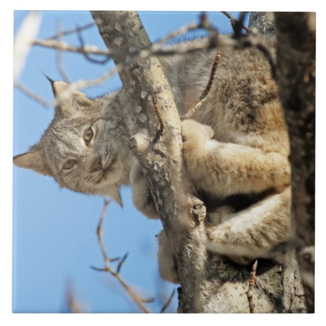 Mischievous Lynx (Frente)