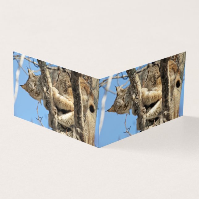Mischievous Lynx (Exterior)