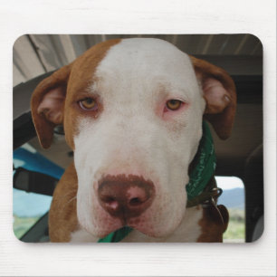 Mistura Mousepad do pitbull