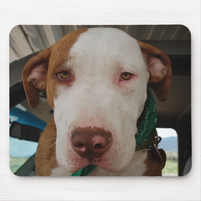 Mistura Mousepad do pitbull (Frente)