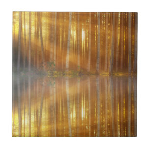 Misty Forest Scene